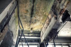 Best Environmental Consulting for Mold Prevention  in Belle Isle, FL